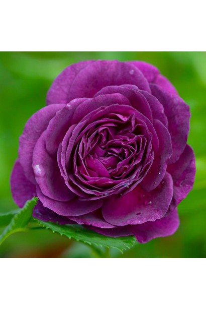 Цветок розы Эбб Тайд крупным планом – насыщенный фиолетовый цвет